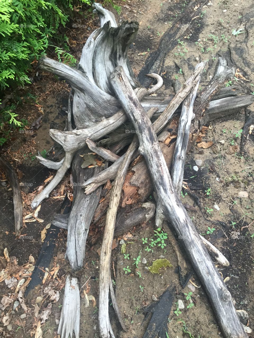 This is just a pile of dead wood