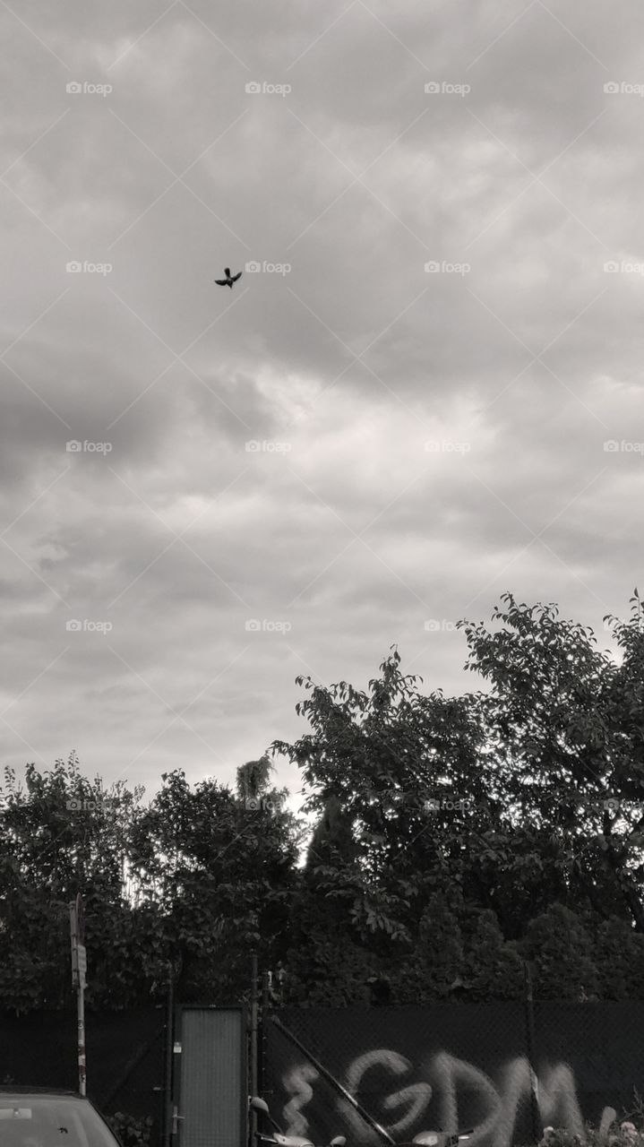 bird in a cloudy sky