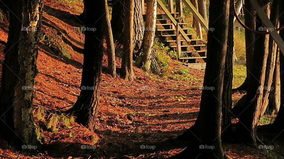 Path between trees at Sunset