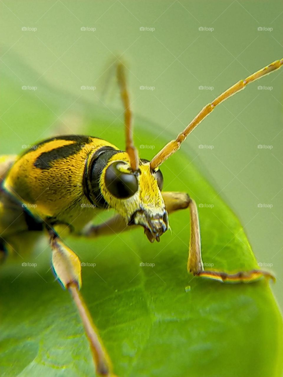 Chlorophorus is a genus of beetles in the family Cerambycidae