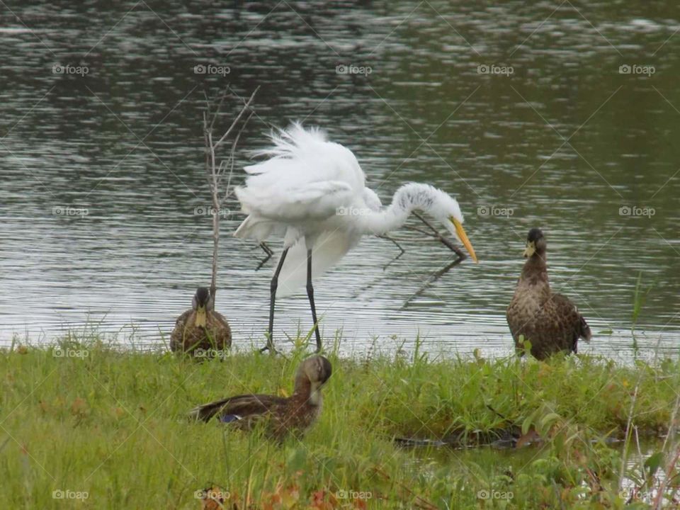 Heron and ducks