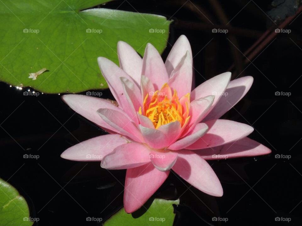 Water Lily