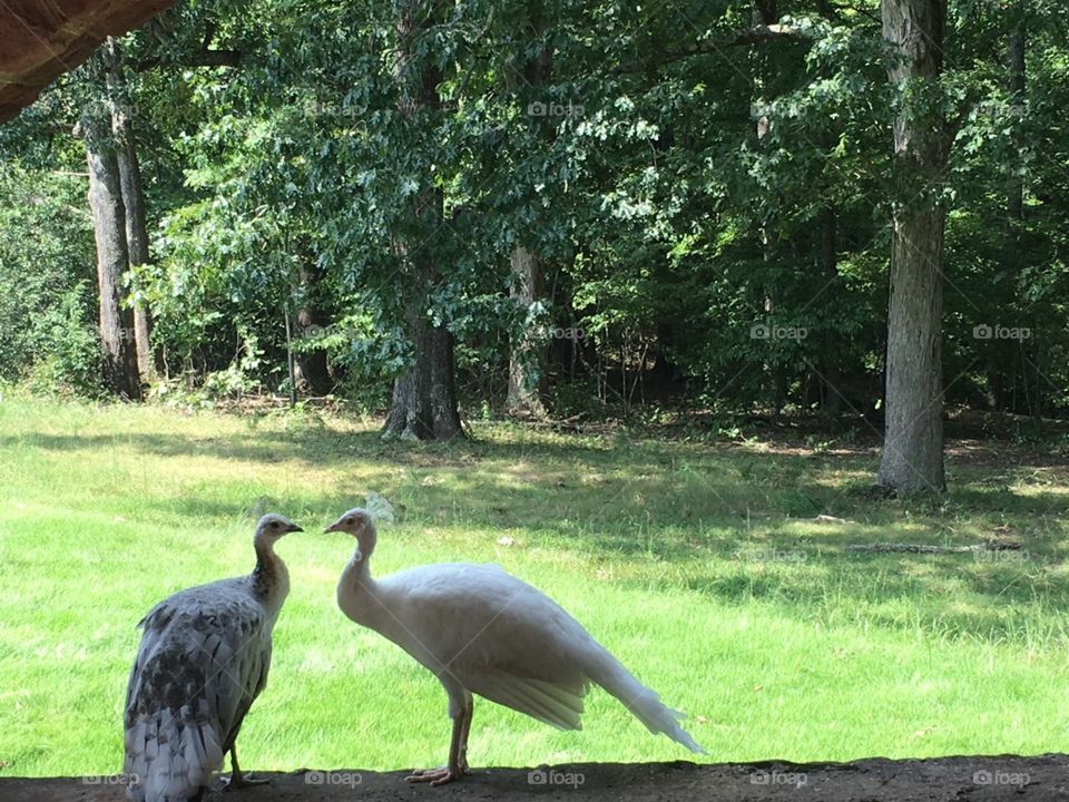 A peacock and a peahen sweetly face one another, madly in love and happy to be alive!