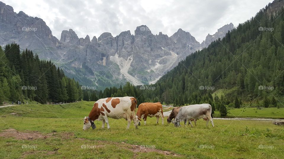 Cows grazing along the hiking trail in the mountains of beautiful Dolomites Italy