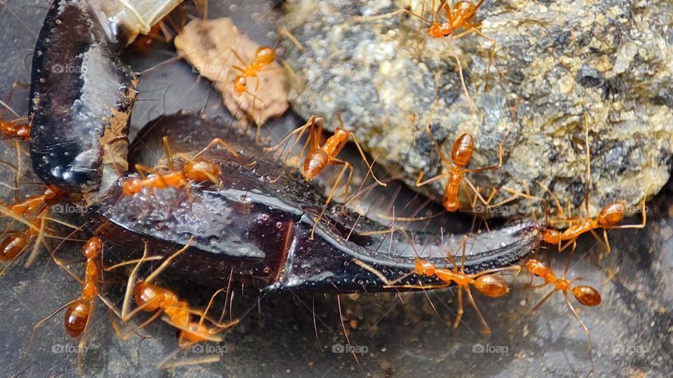 ants eating a scorpion