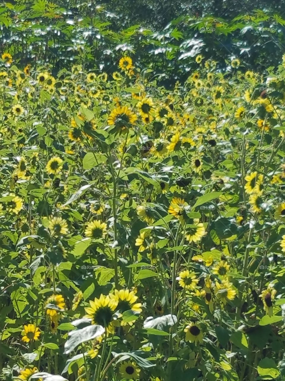 Sunflowers