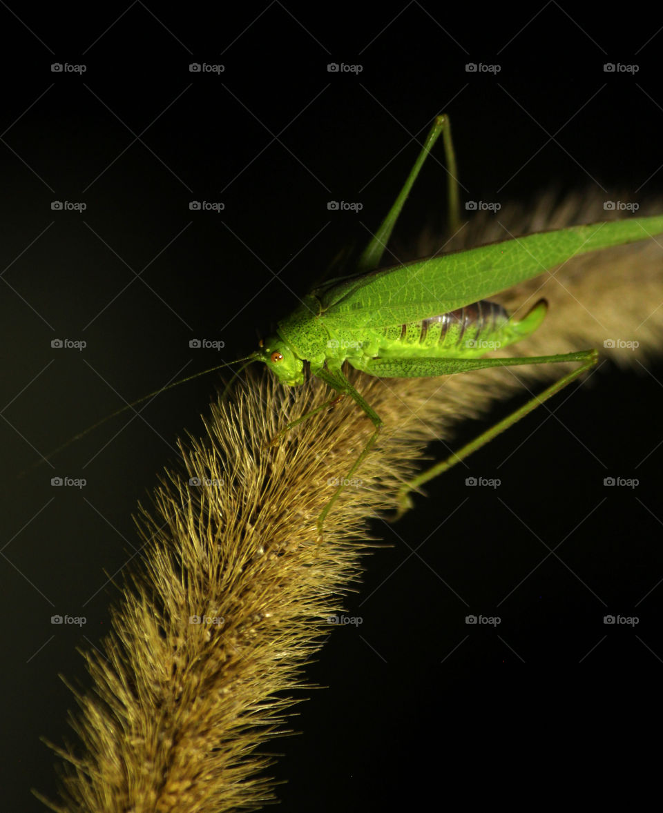 Close-up shot of green insect on grass