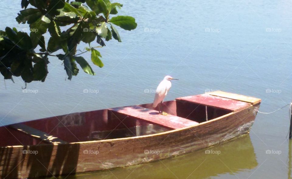 Boat qnd the bird