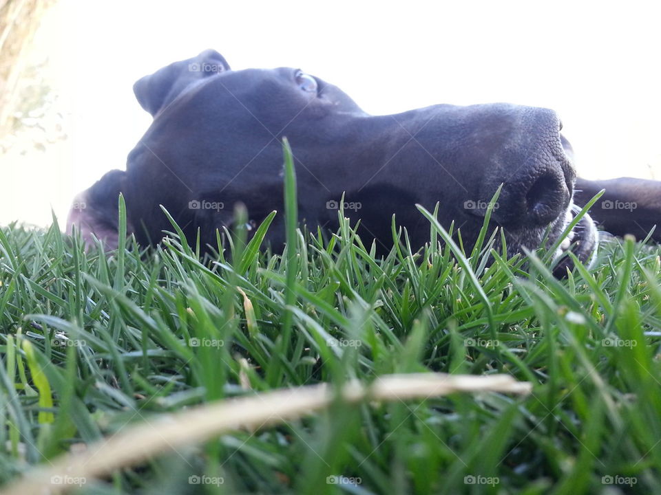 Great Dane in grass