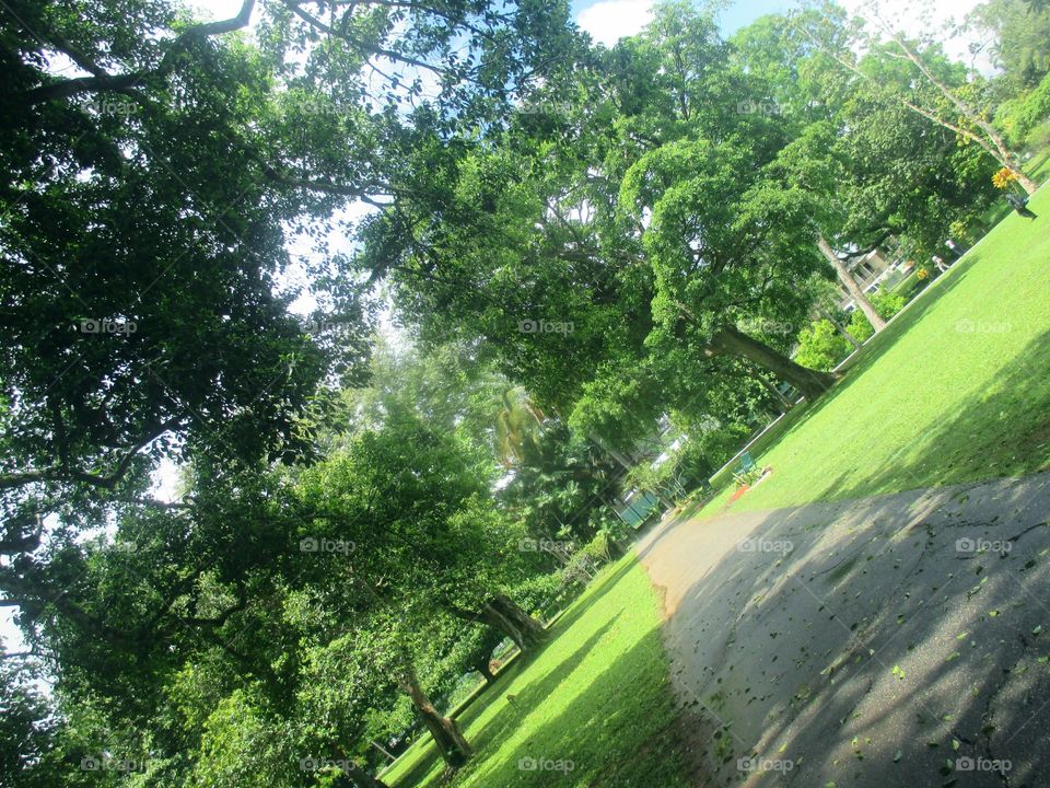 Pathway-royal botanical gardens, Trinidad and Tobago.