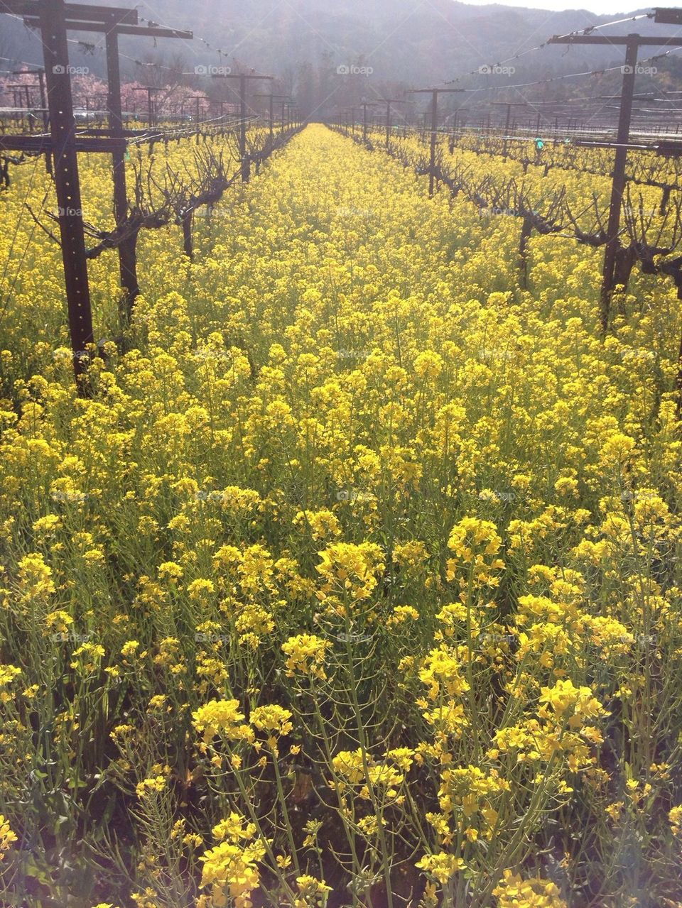 Mustard Field