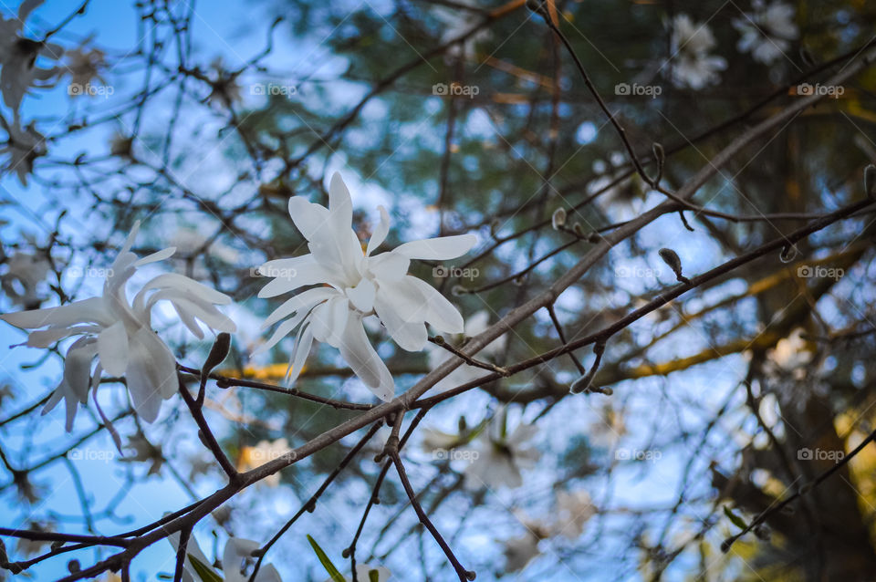 Close-up of white flower