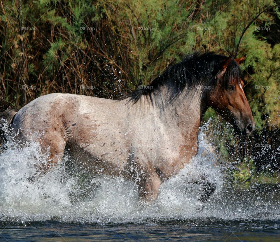 Wild Stallion Making a Splash