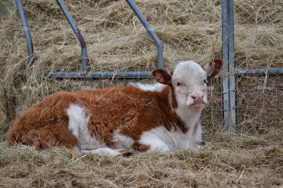 Hereford calf staying warm in the hay. 