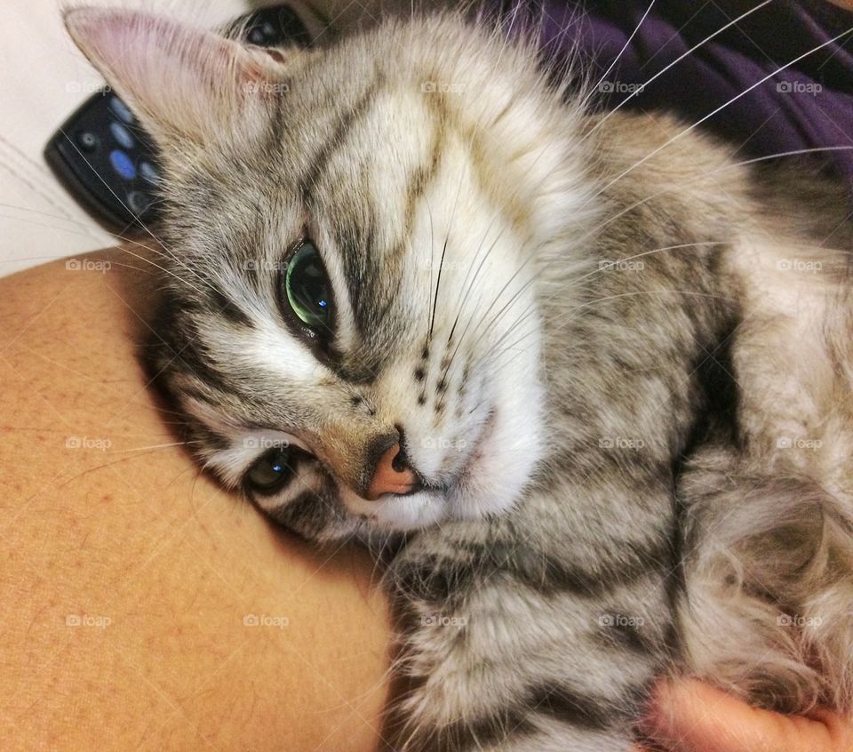 Silver kitten,siberian breed