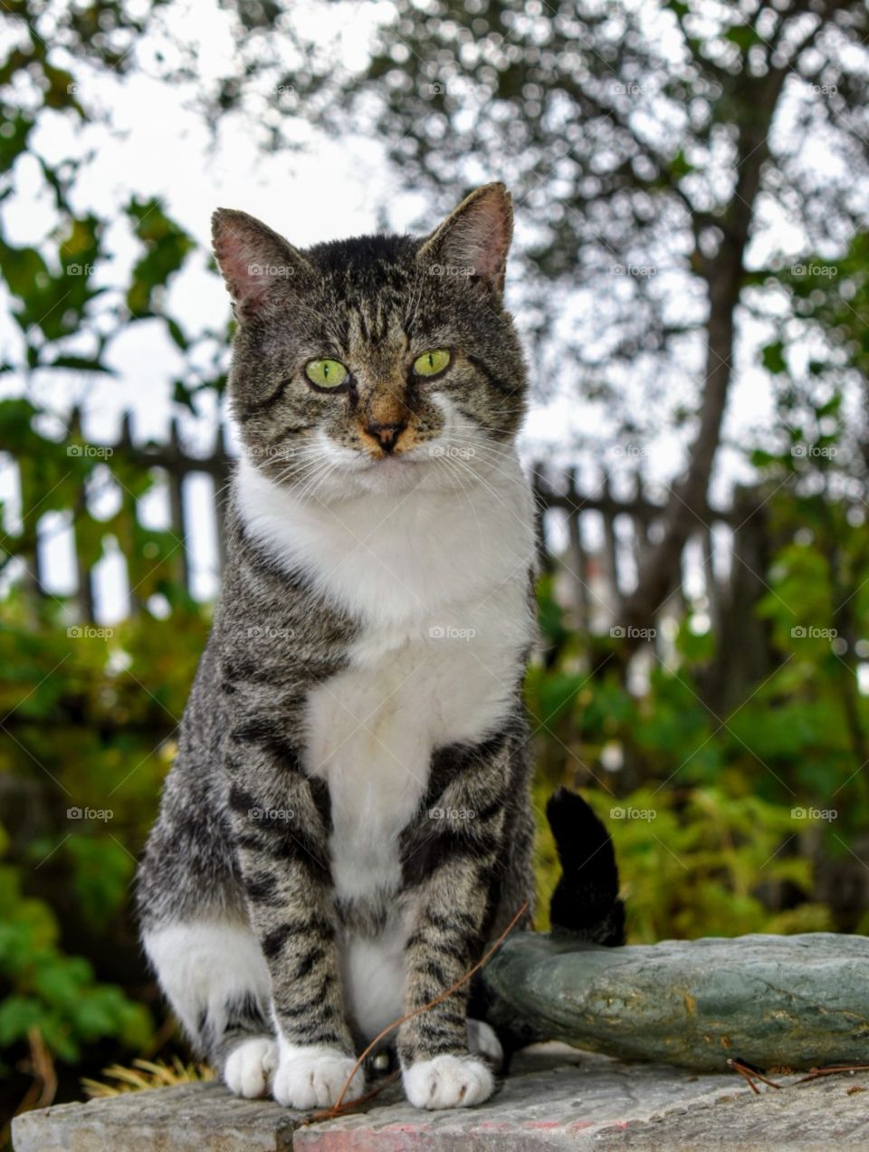 Cat in nature