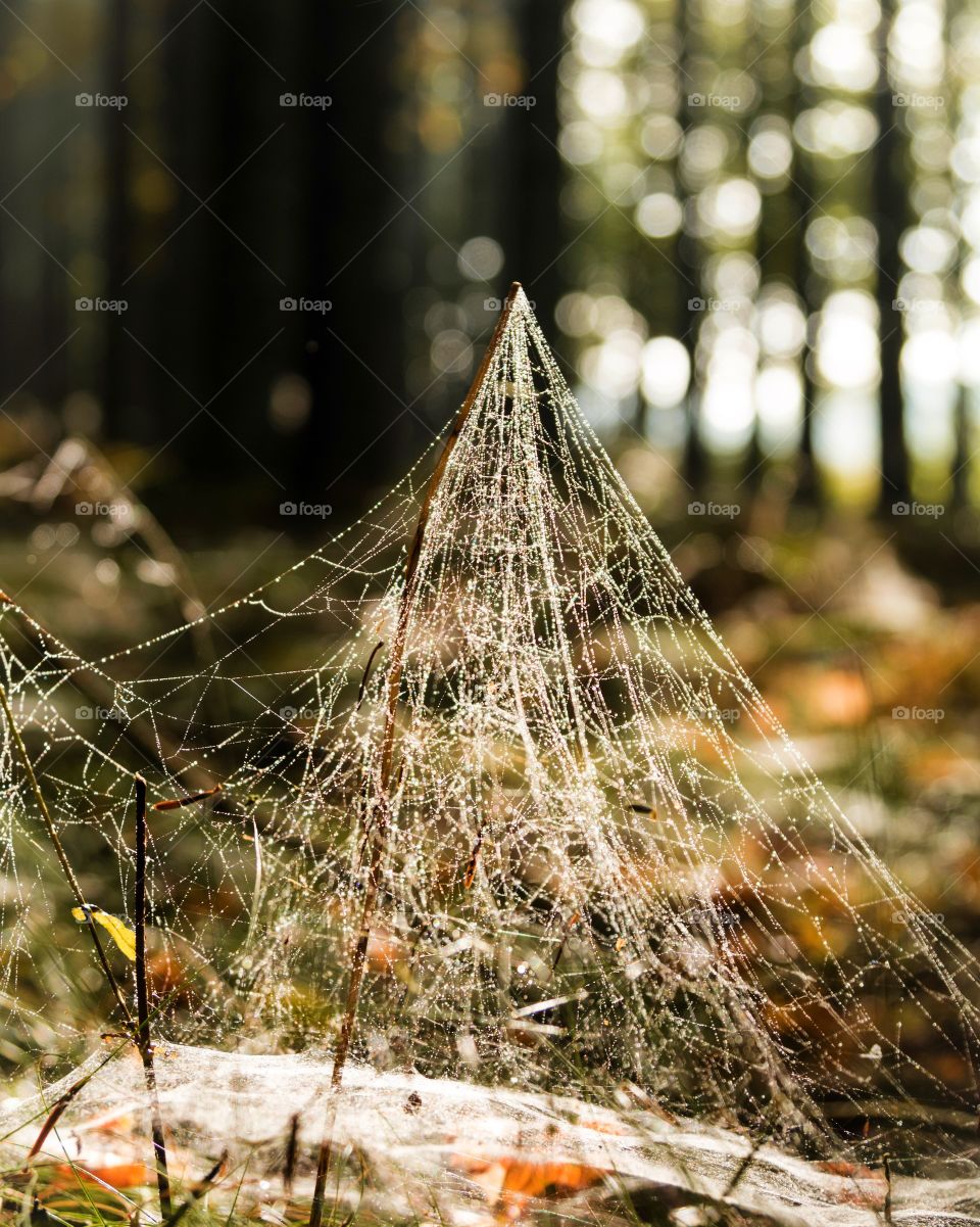 Dew drop on spiderweb