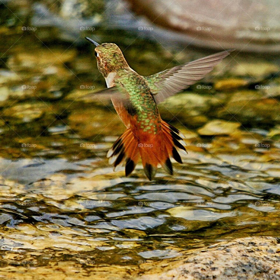 Allen Hummingbird  bathing