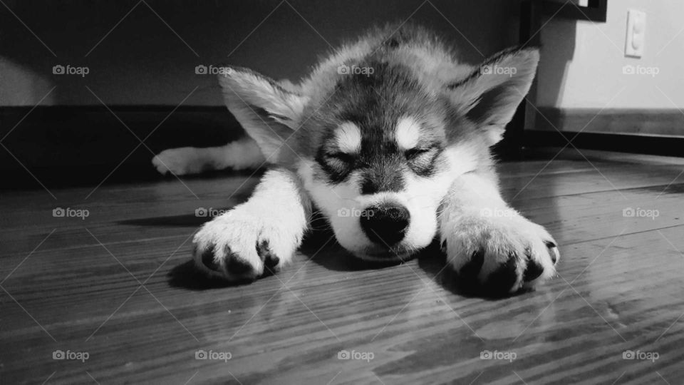 sleepy wolf pup