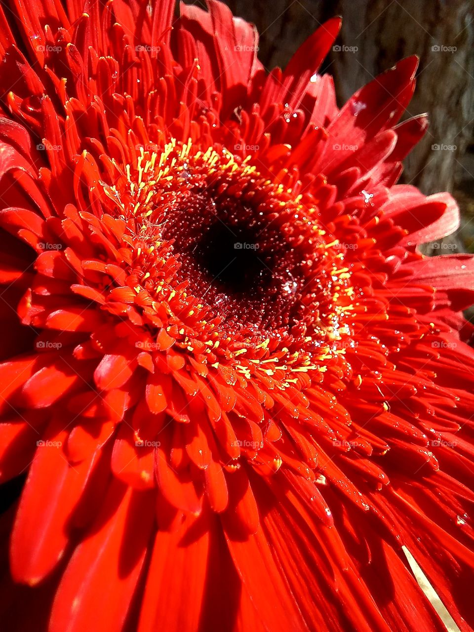 red flower