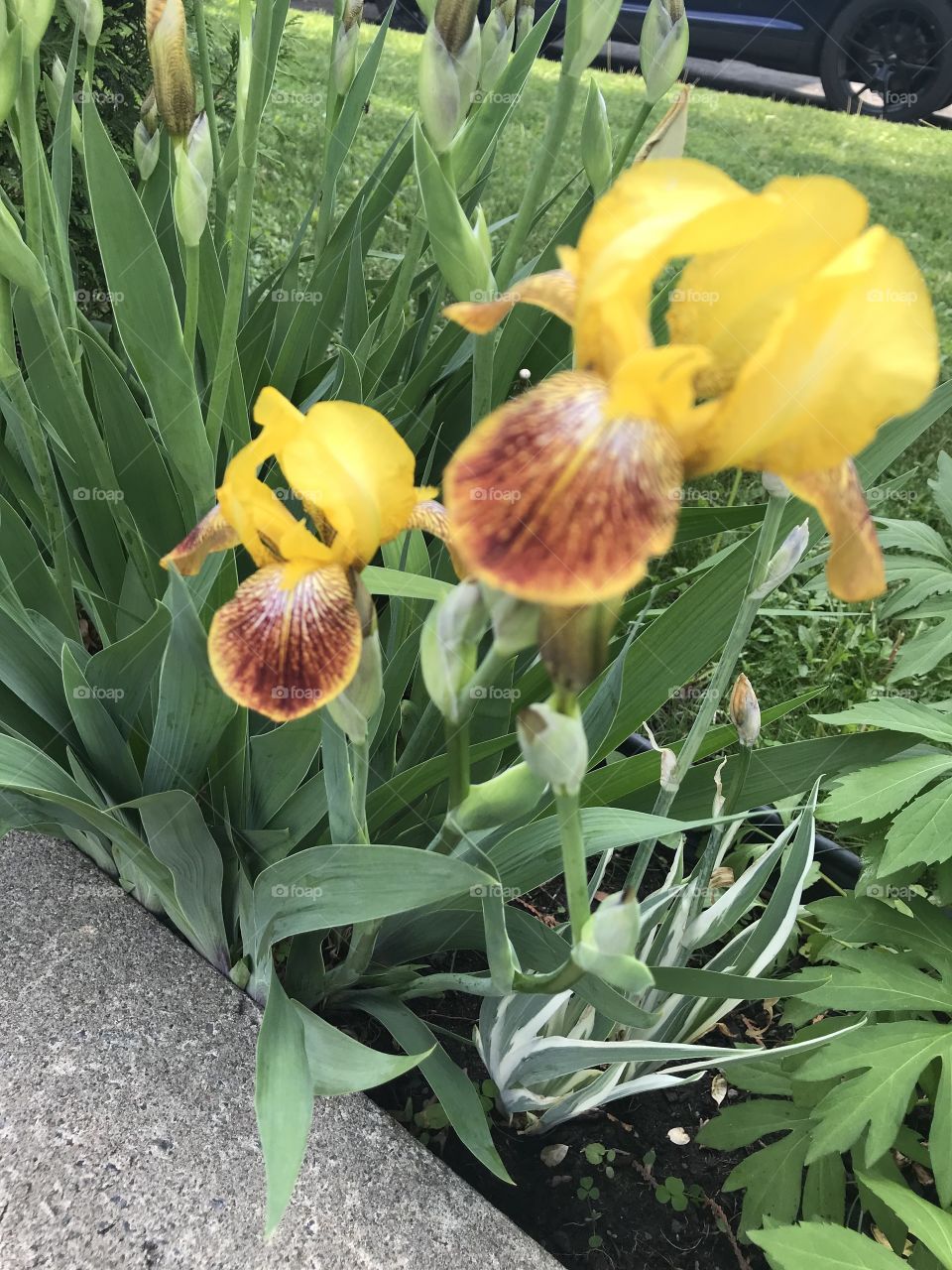 Yellow Iris from my garden. 