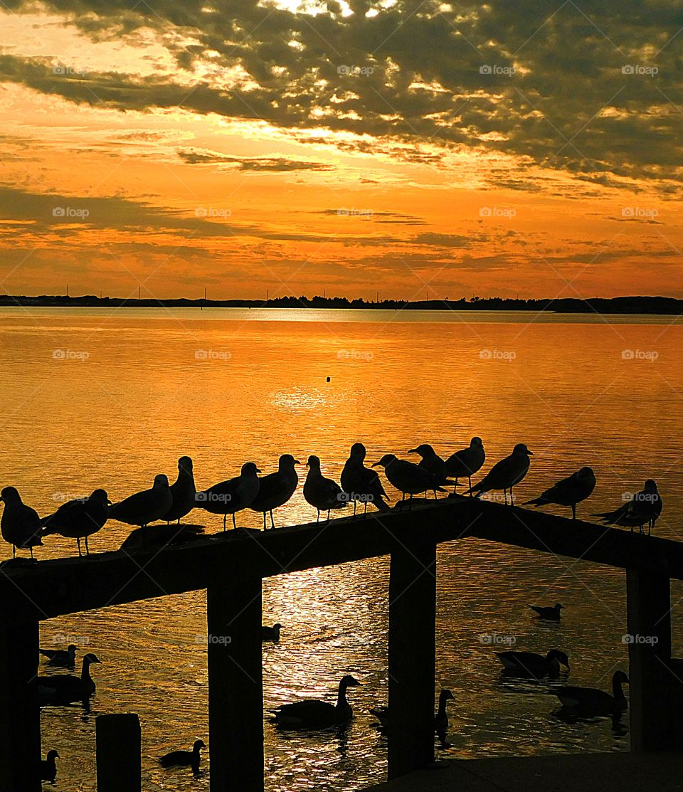 Silhouettes of Seagull perched on the dock waiting to be feed. The yellow ball of fire changed to hues of orange, and then tangerine. It merged with the sky.