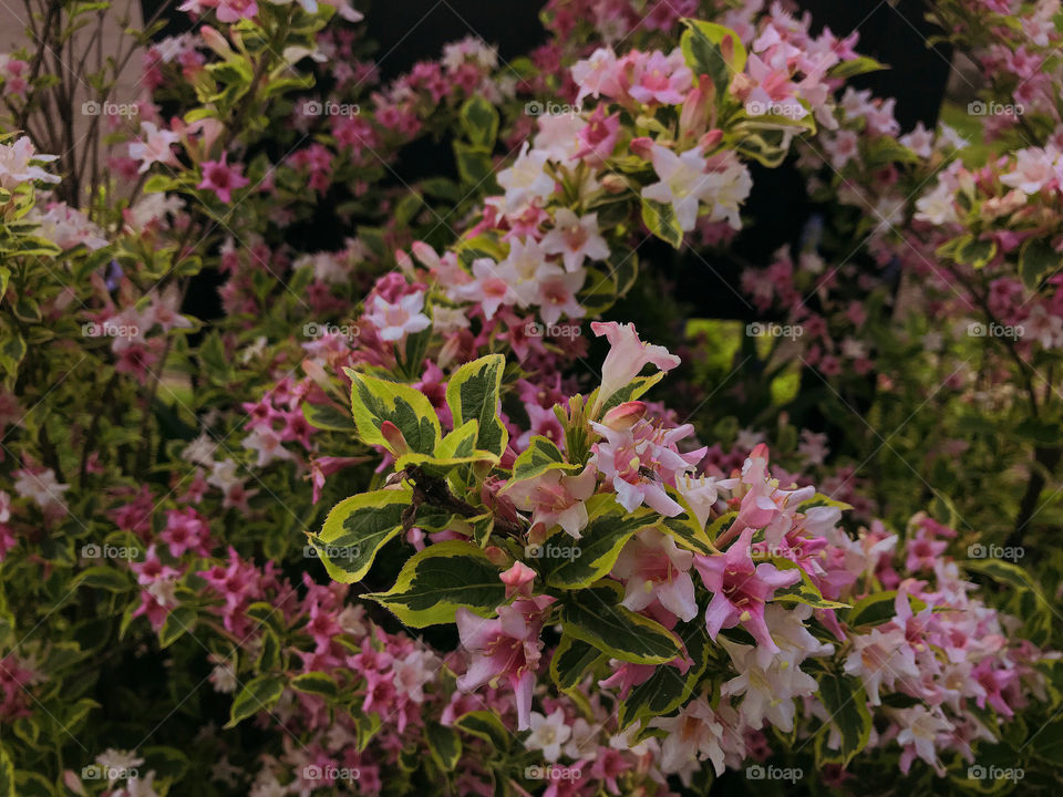 Flower Bush Bursts with Beautiful Pink Flowers