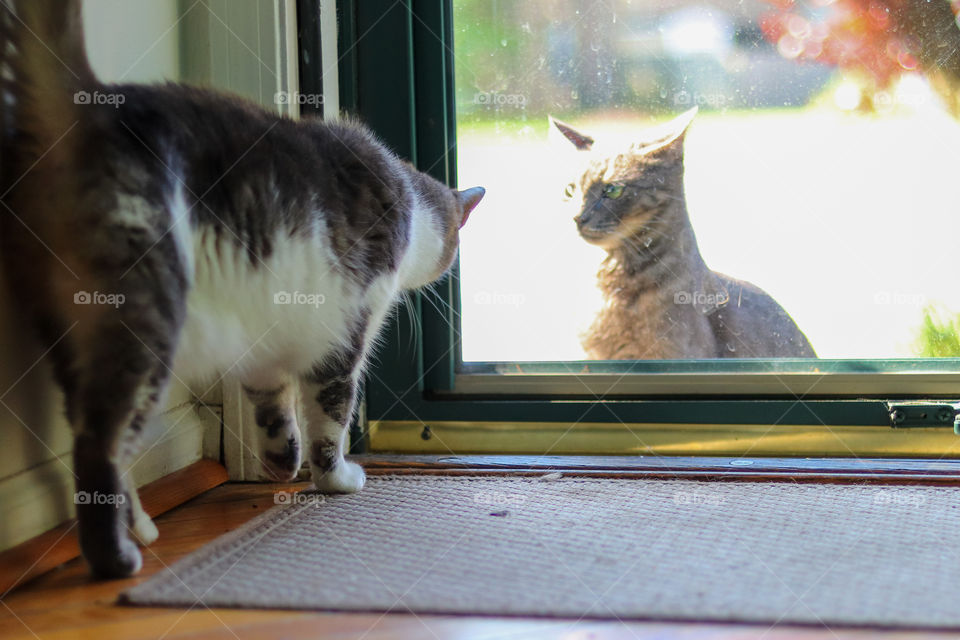 House Cat Meets Street Cat