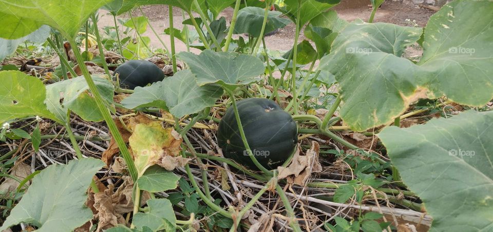 Cucurbita moschata is a species originating in either Central America or northern South America. It includes cultivars known as squash or pumpkin. C. moschata cultivars are generally more tolerant of hot, humid weather than cultivars of C. maxima or