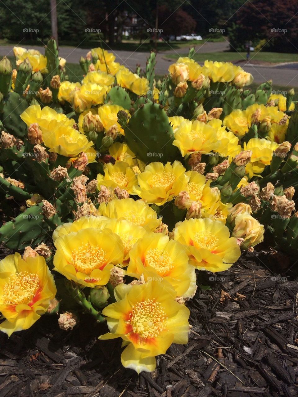 Cactus flowers