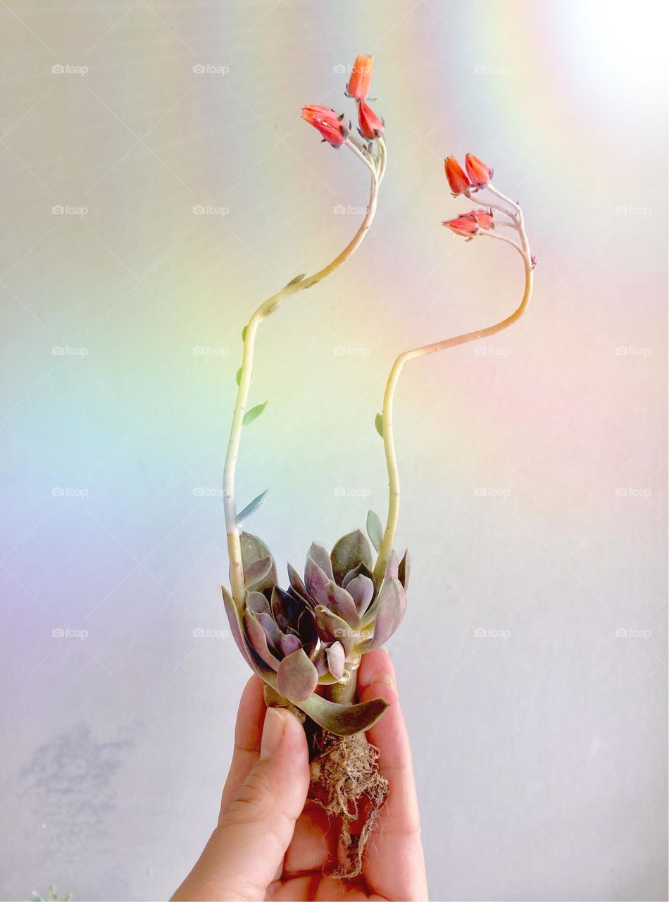 Succulent inspiration, backgrounds, rainbow background