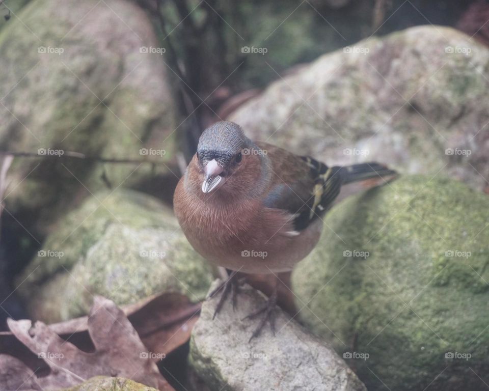 Male Common chaffinch