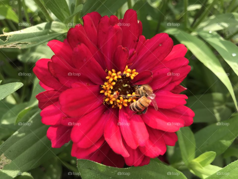 Bee Happy Flower Pollination 