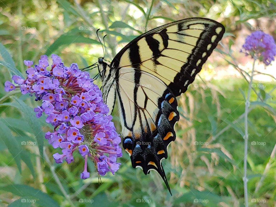 Swallowtail Butterfly