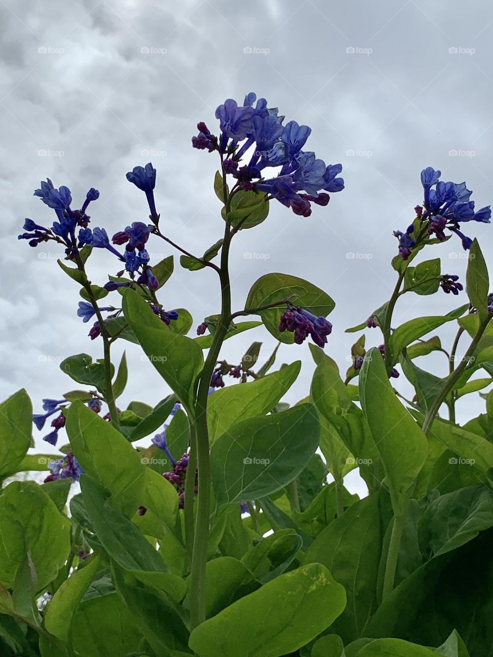 Beautiful flower blossoms of Virginia bluebells againt cloudy sky in Central Park. 