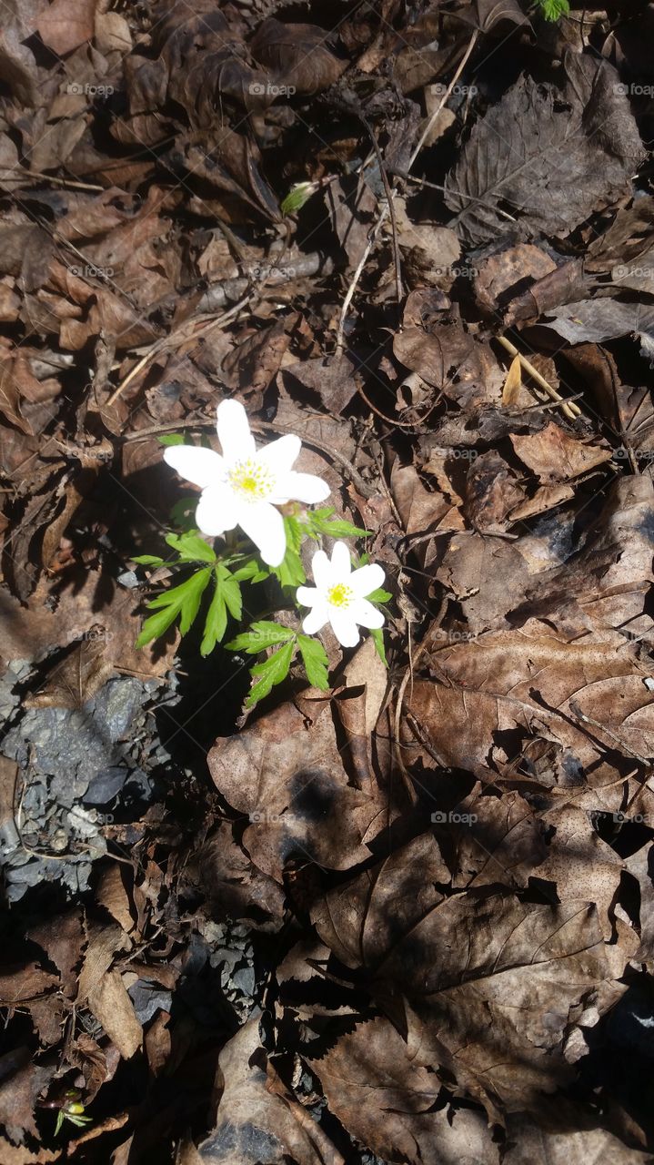 spring flowers