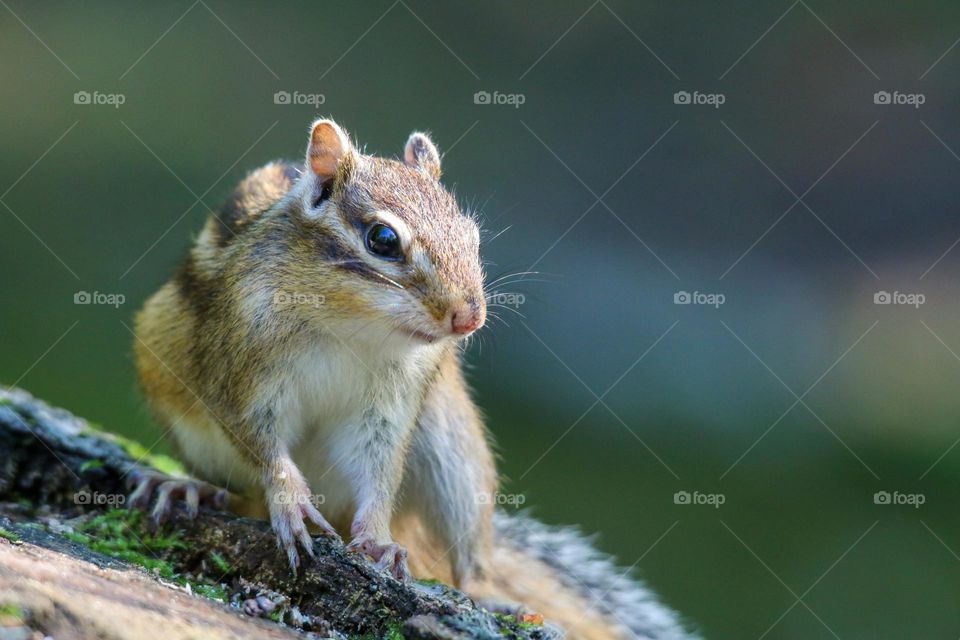 Chipmunk portrait in the forest