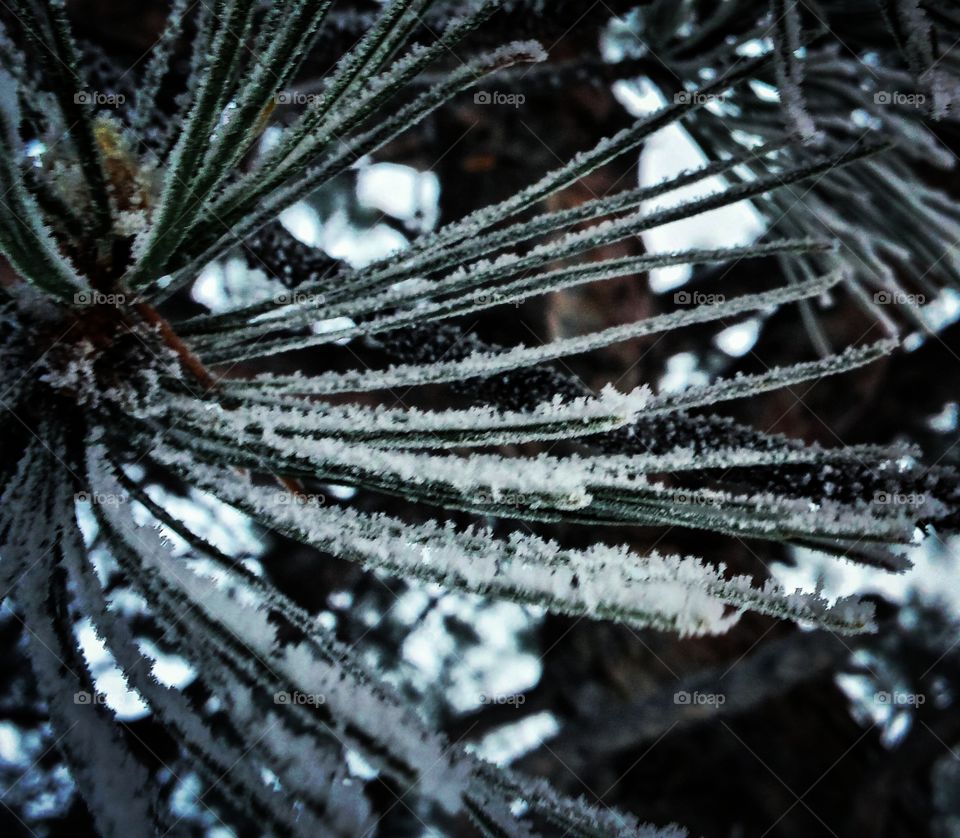 Pine Needles in the Snow