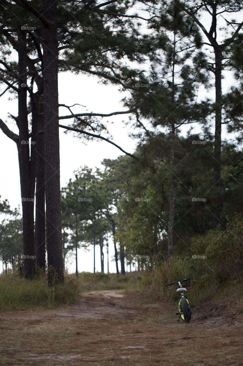 Bicycle in the forest 