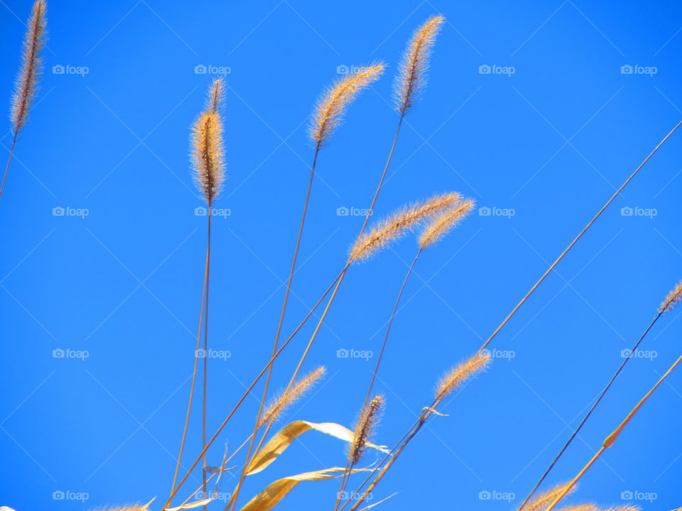 Plant against blue sky