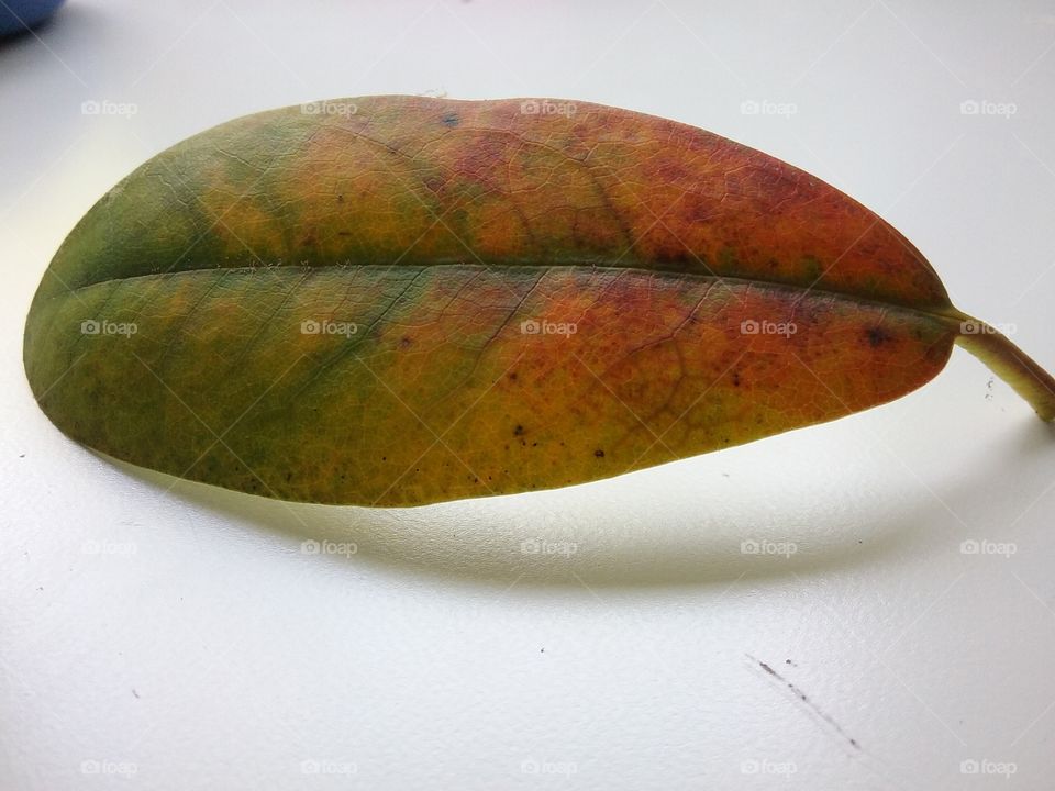 gorgous red and green leaf