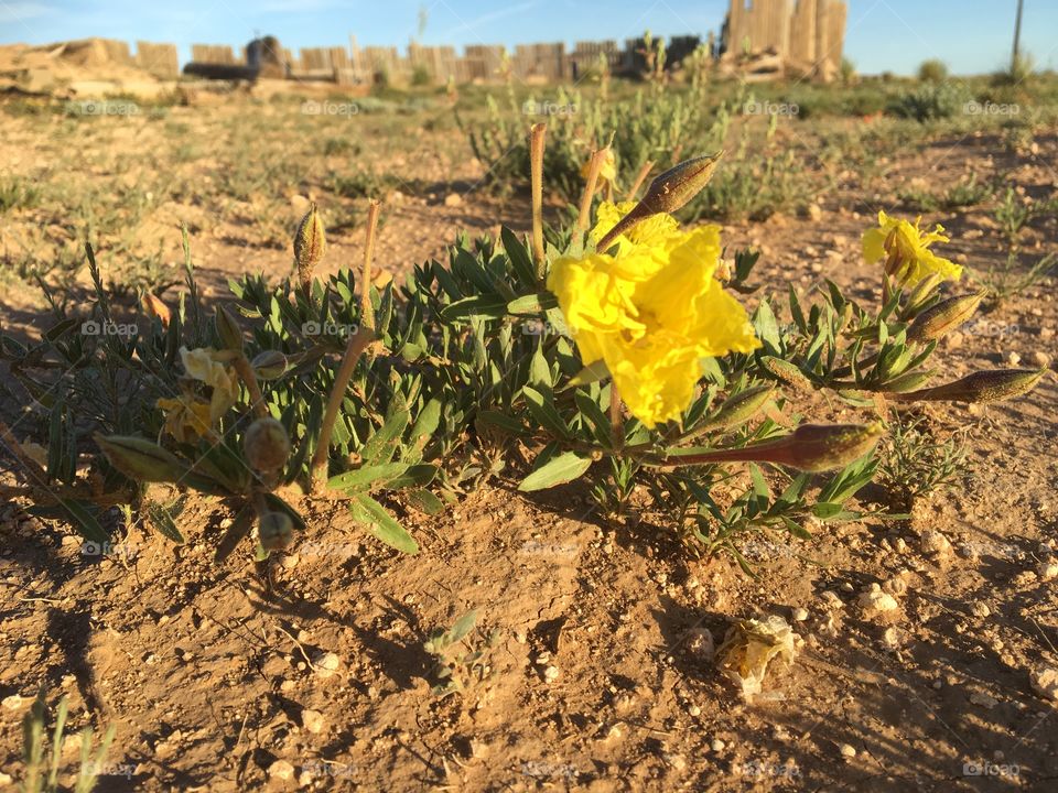 Beauty in the desert