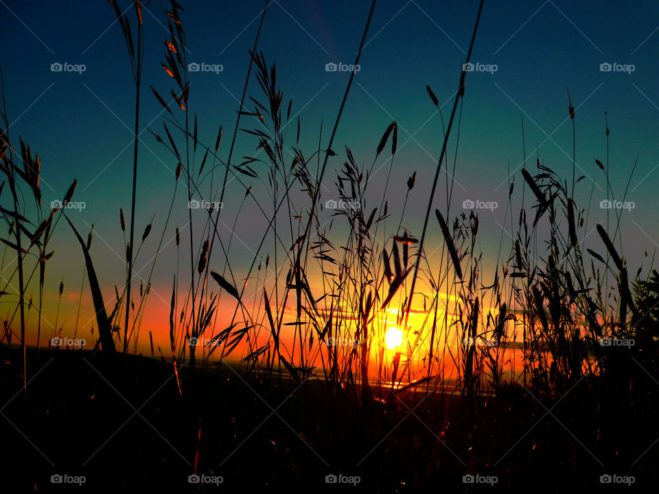 Silhouette of bare against dramatic sky