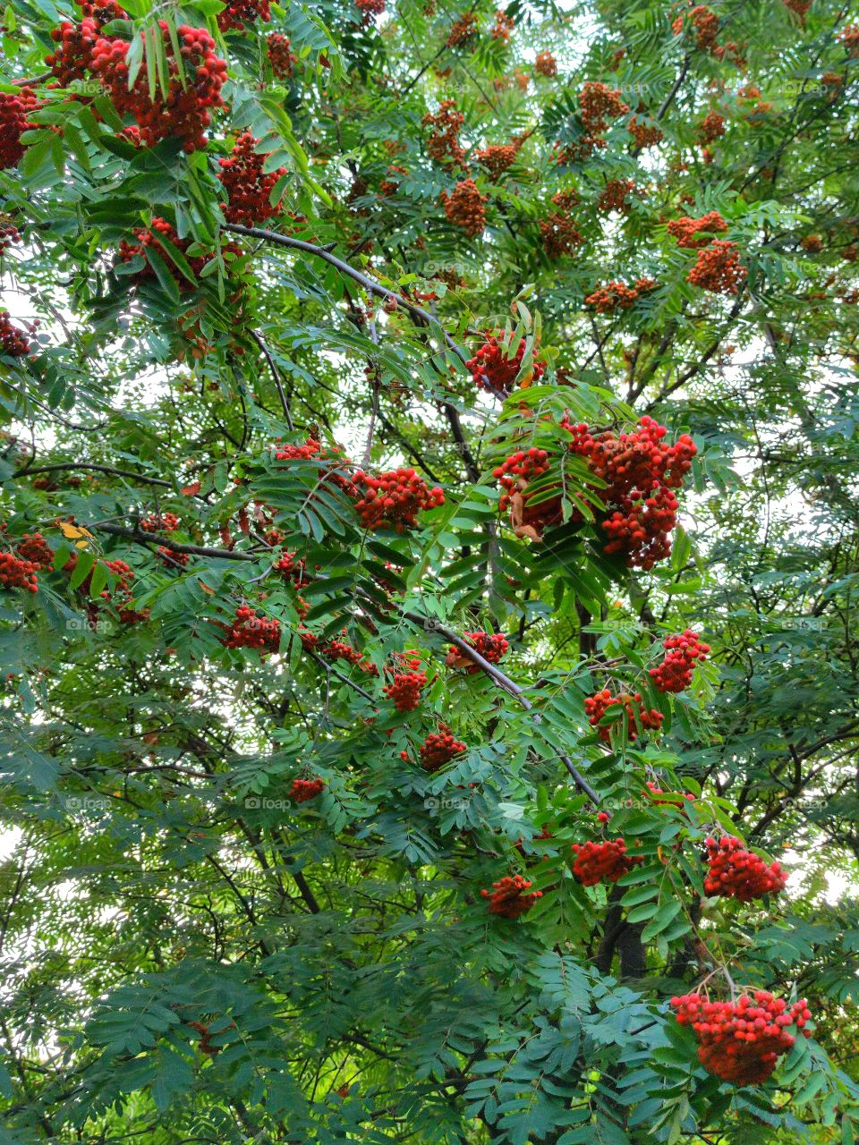 Rowan.  Red berries of rowan bunches