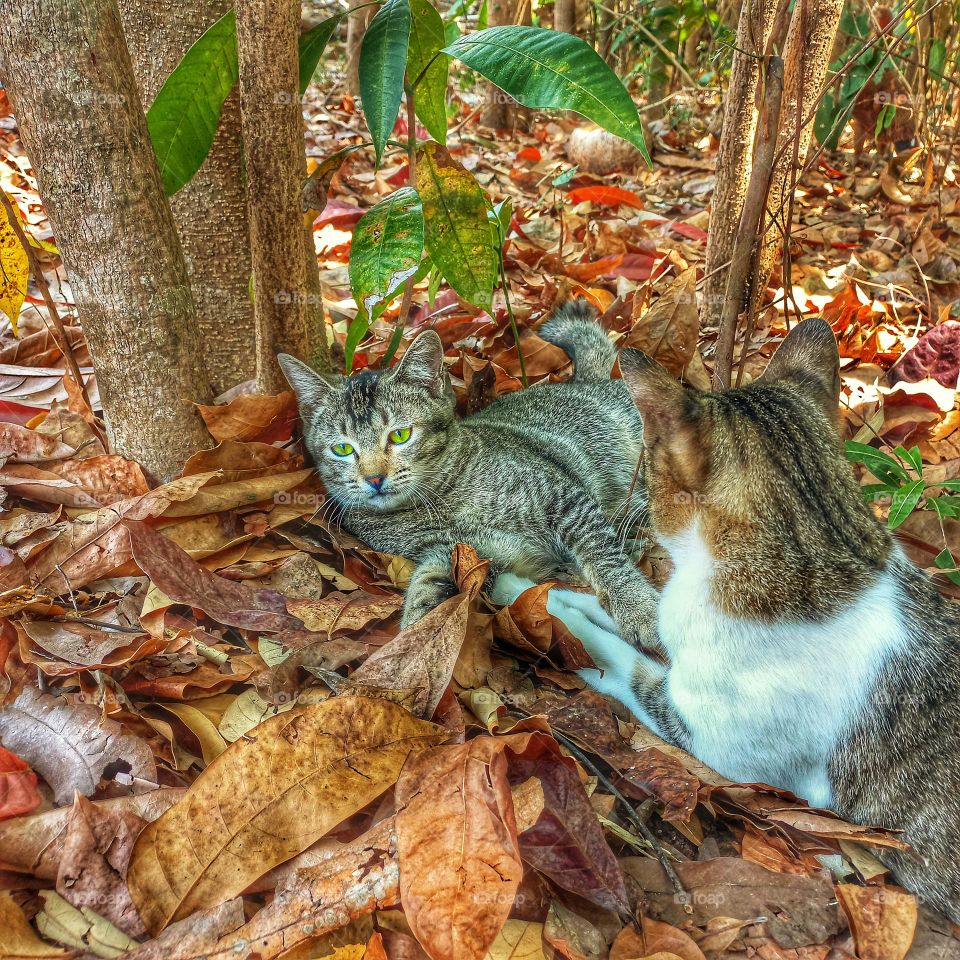 Two cats are sitting relaxed on dry leaves