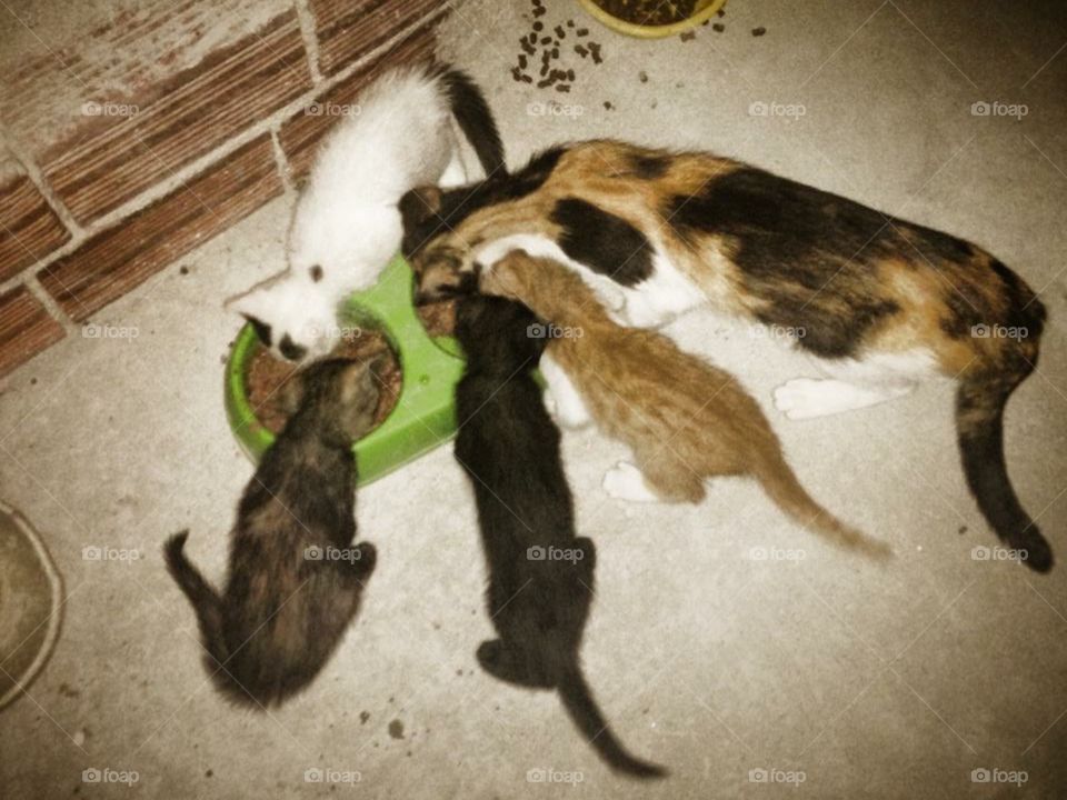 Cat family dinner time 
