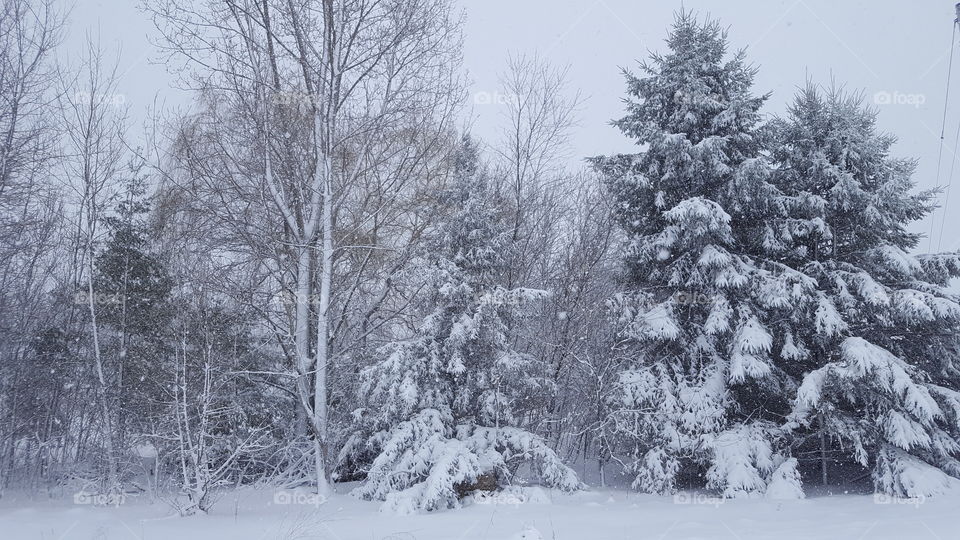 snowy trees