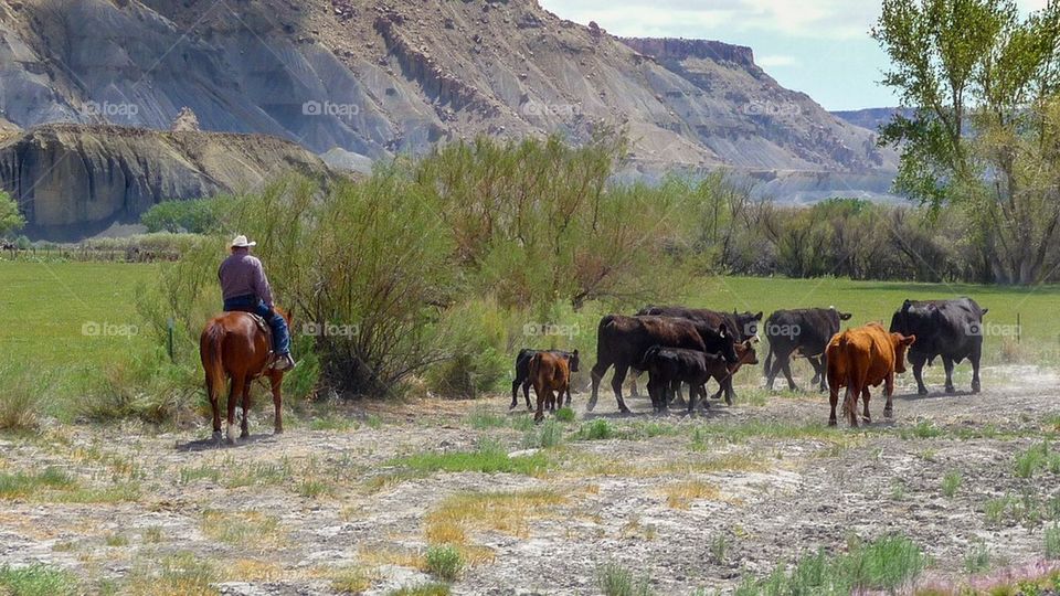 Cows in Utah