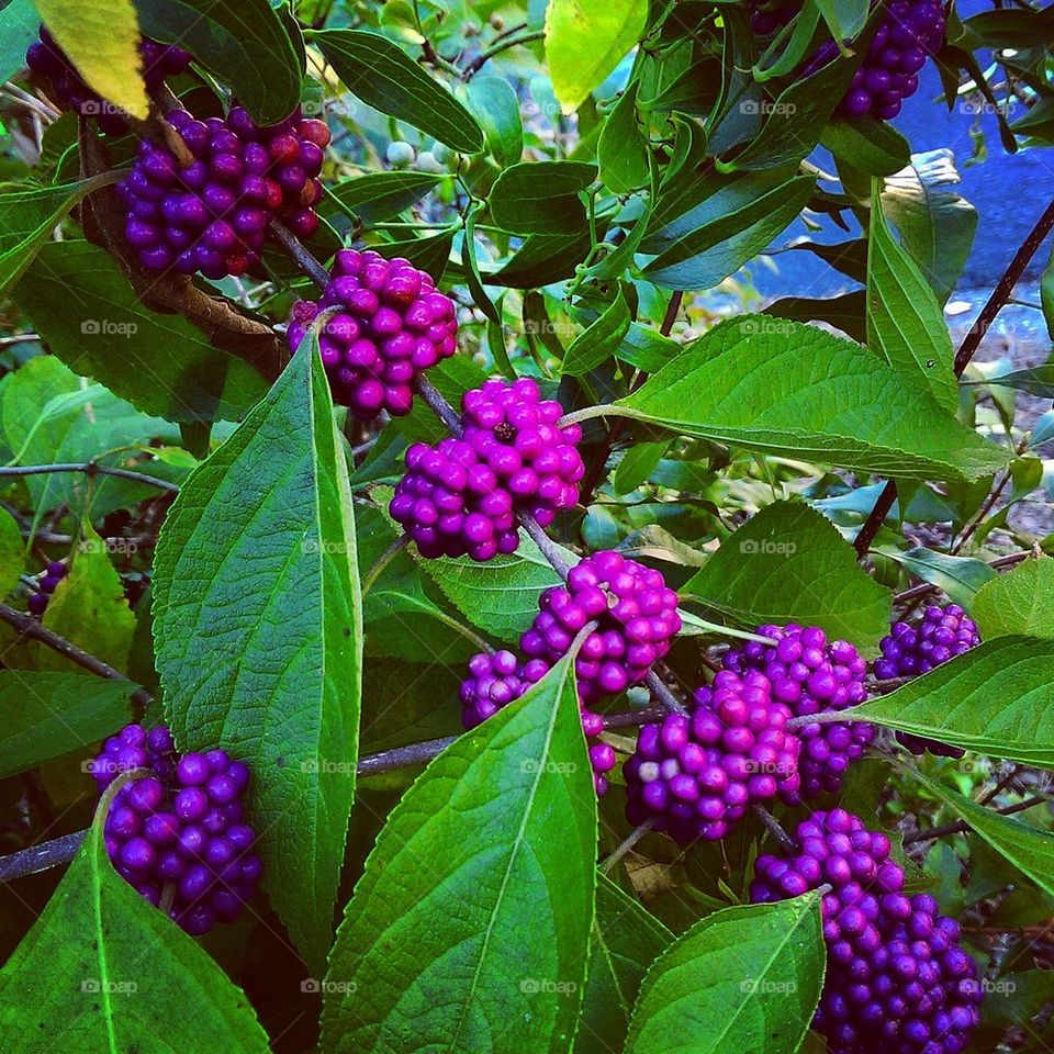 Beautyberry Bush 