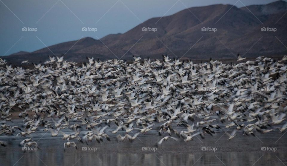 A huge flock of arctic geese take off 